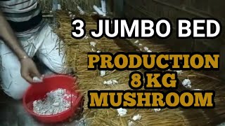 BEST PRODUCTION FROM JUMBO BED / 8 KG FROM 3 BED /पुआल मशरूम/ପାଳ ଛତୁ Jumbo bed #shorts #mushroom