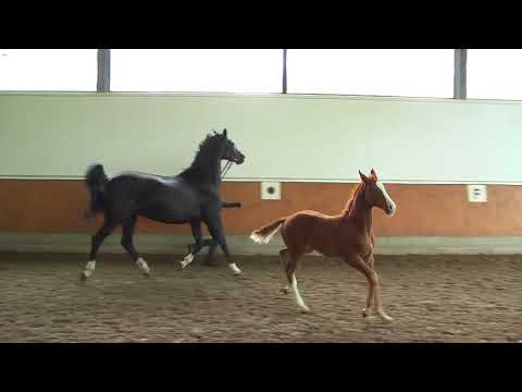 01 Stutfohlen v. Erdinger