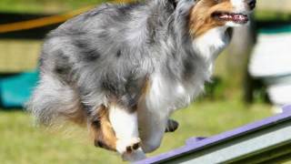 preview picture of video 'Port City Agility Dogs at Play'