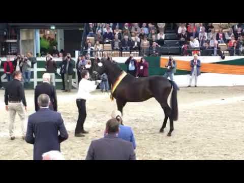 Siegerhengst von Millennium