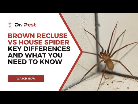 Brown Recluse vs House Spider: Key Differences and What You Need to Know | Dr. Pest