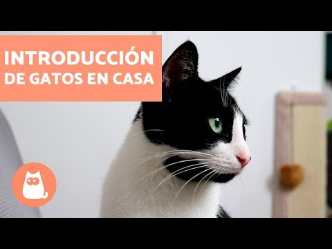 , title : 'Cómo introducir un segundo gato en casa | Educador de Gats'