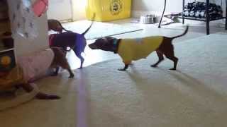 preview picture of video 'DogVacay Winter Haven: 4 Playful Mini Dachshunds Christmas Day 2014'