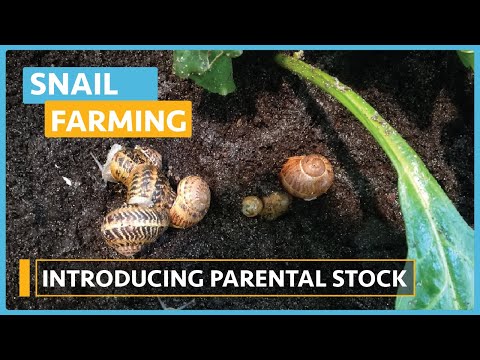Snail Farming Lesson 1 Introduction