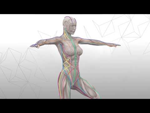 Introduction to Anatomy Trains