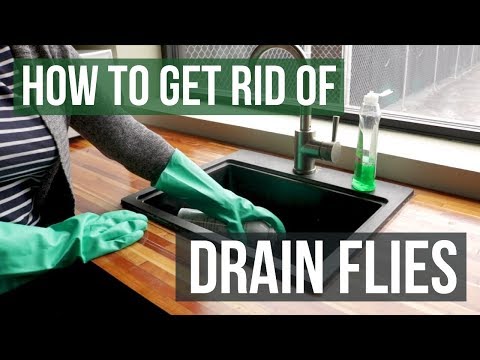 How to Get Rid of Drain Flies (4 Easy Steps)