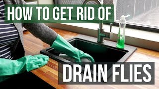 How to Get Rid of Drain Flies (4 Easy Steps)