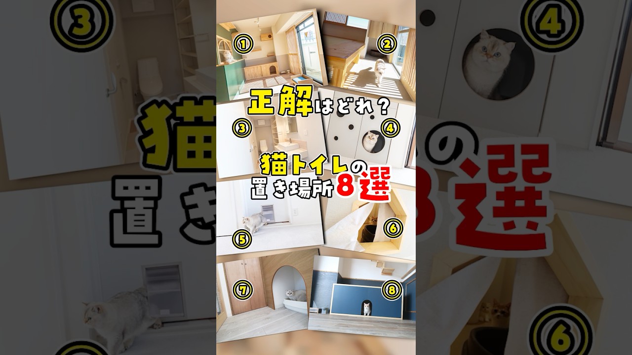 【猫トイレ8選】猫と暮らすなら絶対知っておくべきトイレ配置！これ知らないと一生悩みます #ねこ #猫トイレ #猫好きさんと繋がりたい
