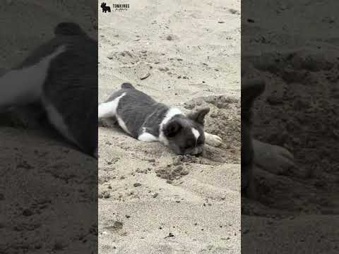 Video 1