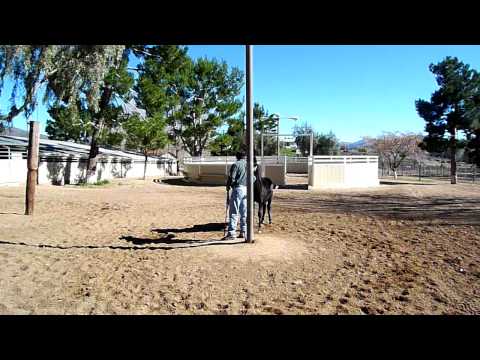 Cipriano finished lunging colt