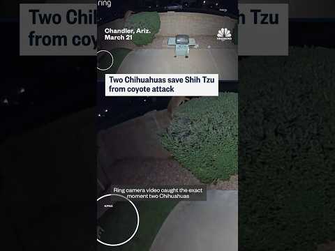 Two Chihuahuas save Shih Tzu from coyote attack