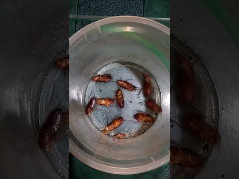 Ang daming ipis#cockroach #shorts
