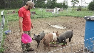 How To WEIGH a PIG WITHOUT a SCALE!