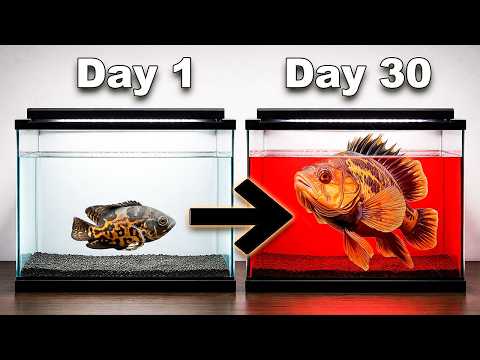 I RESCUED a Tiger Oscar From Craigslist!