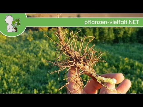 Gründüngung/Zwischenfrüchte Wurzeln 🥕 Wurzel-Systeme - Feldfrüchte/Ackerpflanzen bestimmen