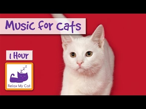 1 Hour of Music for Cats - Relax your Cats and Send them to ...