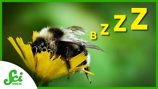 Can Bees Get Jet-Lag?