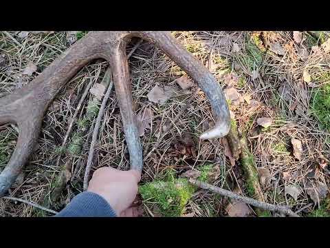 Zrzuty 2026. Potężna tyka jelenia.  16-stak. Obwód roży 27 cm.