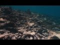 The Last Reef Trailer