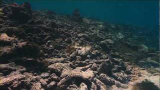 The Last Reef - Trailer