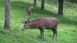 La souille aux cerfs