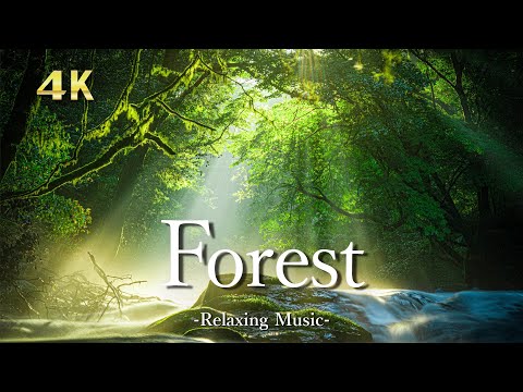 4K【森】🌲リラックス音楽を聴きながら美しい森の絶景を眺める｜鳥の声と森林浴｜睡眠用・作業用｜Forest UHD