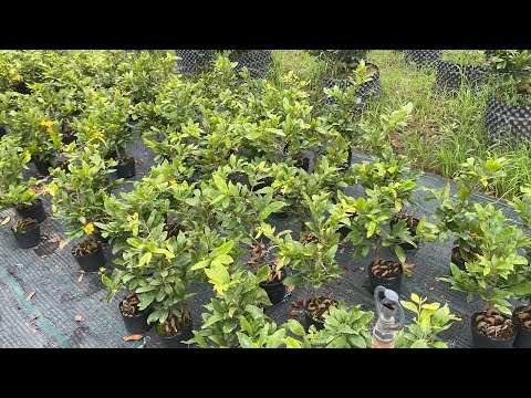 0799.680.009-lô mai ghép mai phoi giá rẻ bất ngờ 40-60k bao sip