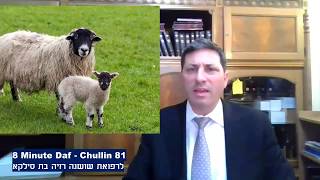 Hebrew סיכום הדף בעברית חולין דף פא