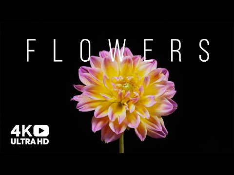 Beautiful Flowers Collection. Time-Lapse of Blooming Flowers.  Floral Time-Lapse. 4k Video UHD.