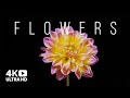 Beautiful Flowers Collection Time Lapse Of Blooming Flowers Floral Time Lapse 4k Video UHD