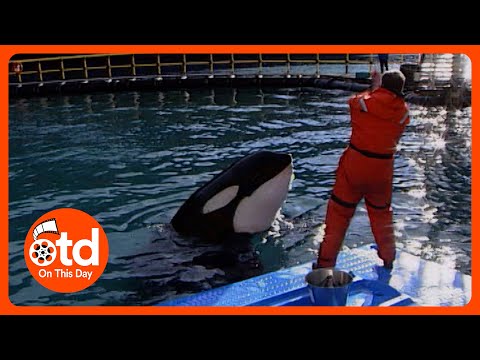1999: Keiko The 'Free Willy' Killer Whale Learns How to Hunt