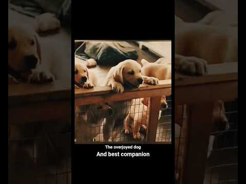 the best companion #shorts #alizasehar