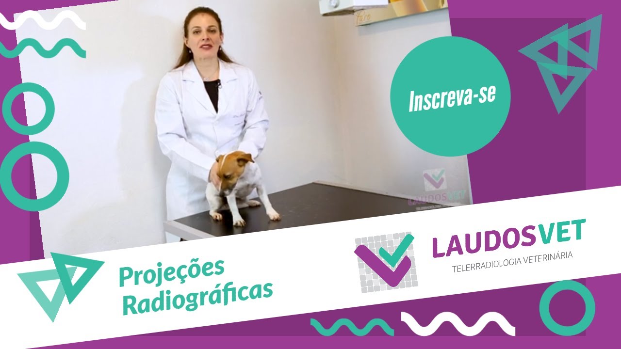 Projeções radiográficas - Laudosvet