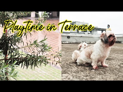 Puppies playing in rain | Puppies playtime in terrace Video