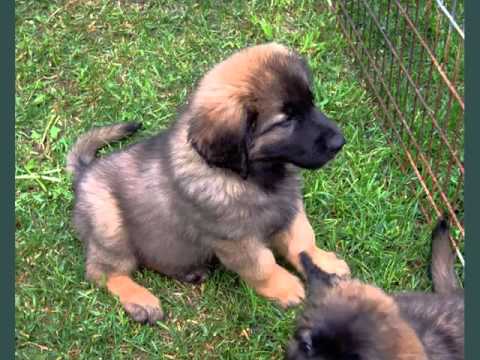 download lagu mp3 mp4 Hovawart Breeders Usa, download lagu Hovawart Breeders Usa gratis, unduh video klip Hovawart Breeders Usa
