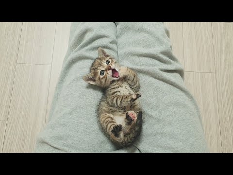 귀여운 아기고양이 한번에 몰아보기