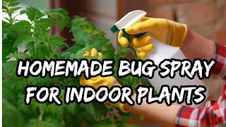 Homemade Bug Spray for Indoor Plants | HOW TO