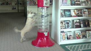preview picture of video 'Barking Cairn Terrier Dog Attacks gumball machine in a Video Rental Store'