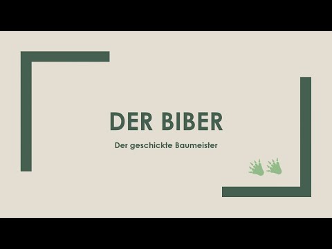 Der Biber einfach und kurz erklärt