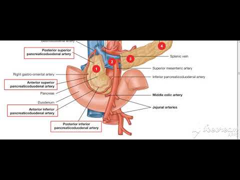 Pancreas neck relations