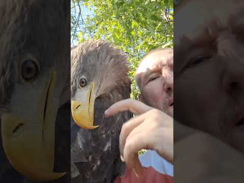 Возвращаются ли птицы обратно ??? 🦅🦅🦅 #орланбелохвост