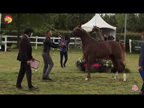 N 66 Maria M A   2020 ELRAN ARABIAN CUP   Straight Eygptians junior Fillies Class 13