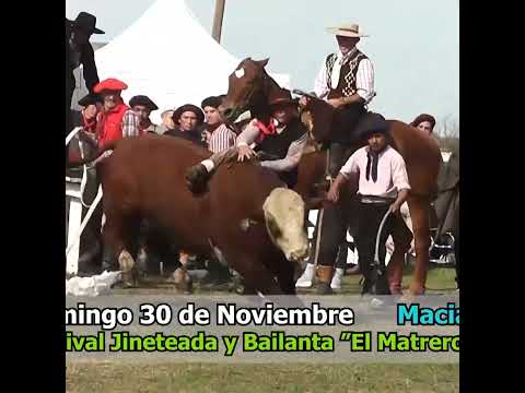 Monta de Toros en Los Naranjos Hasenkamp Entre Ríos Parte 2