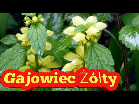 Czy koślawego traktowane Ploskovalgusnoy zatrzymać kiedy deformacja