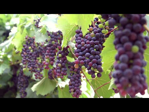 Dobitë shëndetësore të rrushit- Dr.Agron Rexhepi