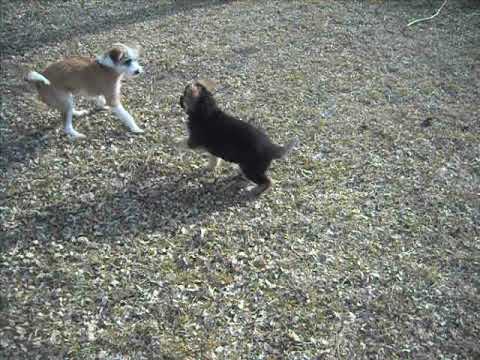 Foxy at 6 weeks of age