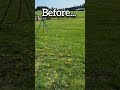 Scotts Weed & Feed Before and After