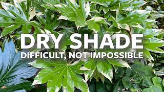 Planting Dry Shade: Difficult, Not Impossible