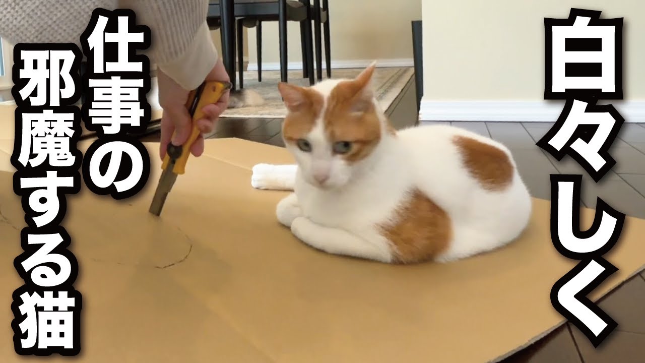 【甘えんぼ猫】今一番邪魔な場所を熟知している…かまってな猫はこちらです