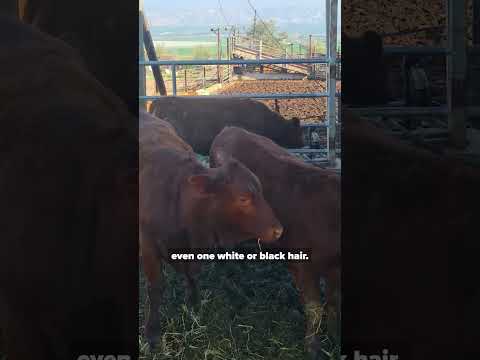 These Five Red Heifers Could be the First Step Towards a Third #Jewish #Temple #redheifers #shorts